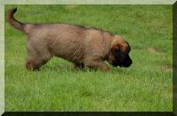 leonberger 089.jpg